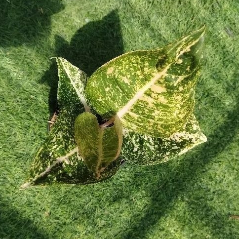 Tanaman hias aglaonema aglonema shinta