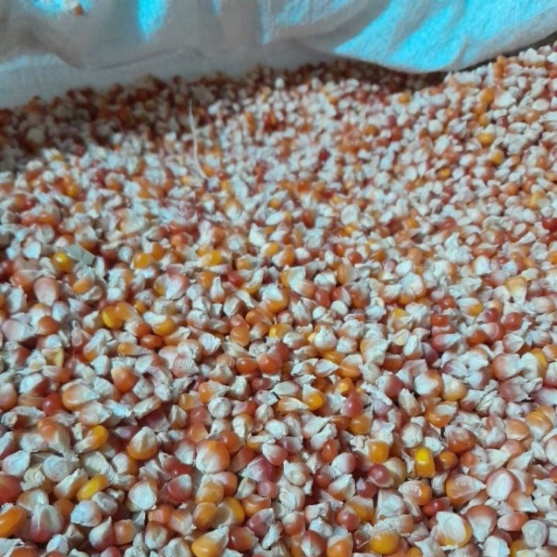 jagung kecil pakan merpati jagung kristal merah 1 kg jagung kecil pakan ayam aduan