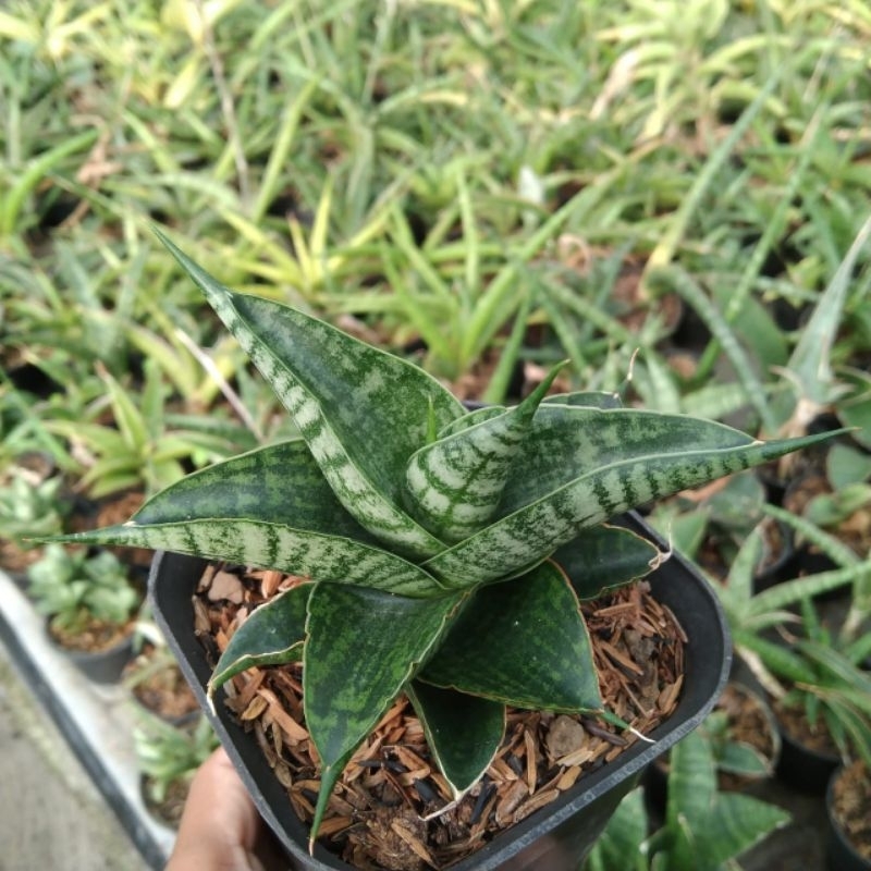 sansevieria sindoro