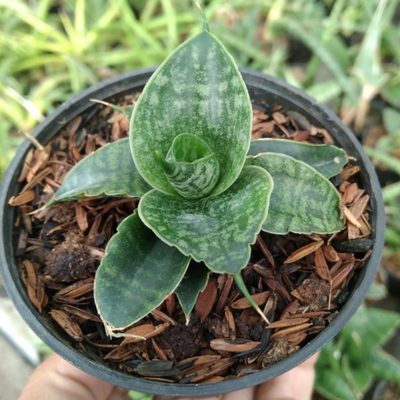 sansevieria sindoro pot 8cm