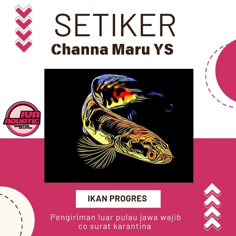 

Setiker Channa Maru YS Progers Singgel Tank