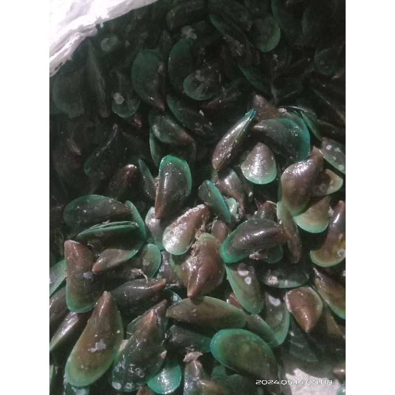 

kerang hijau