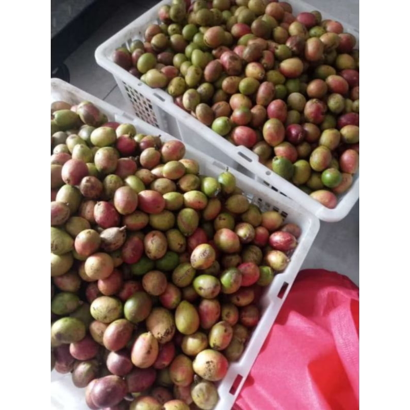 

Buah matoa fresh manis legit 500g
