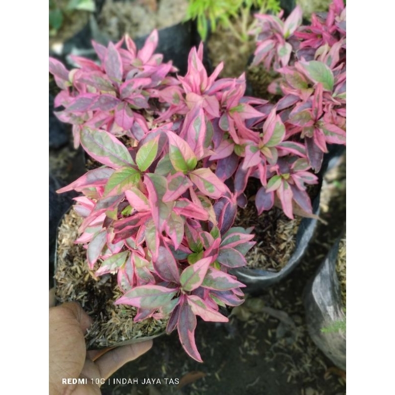 Tanaman hias kuncir,daun pink
