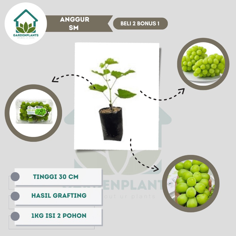 Bibit Anggur Shine Muscat / Anggur Impor Shine Muscat