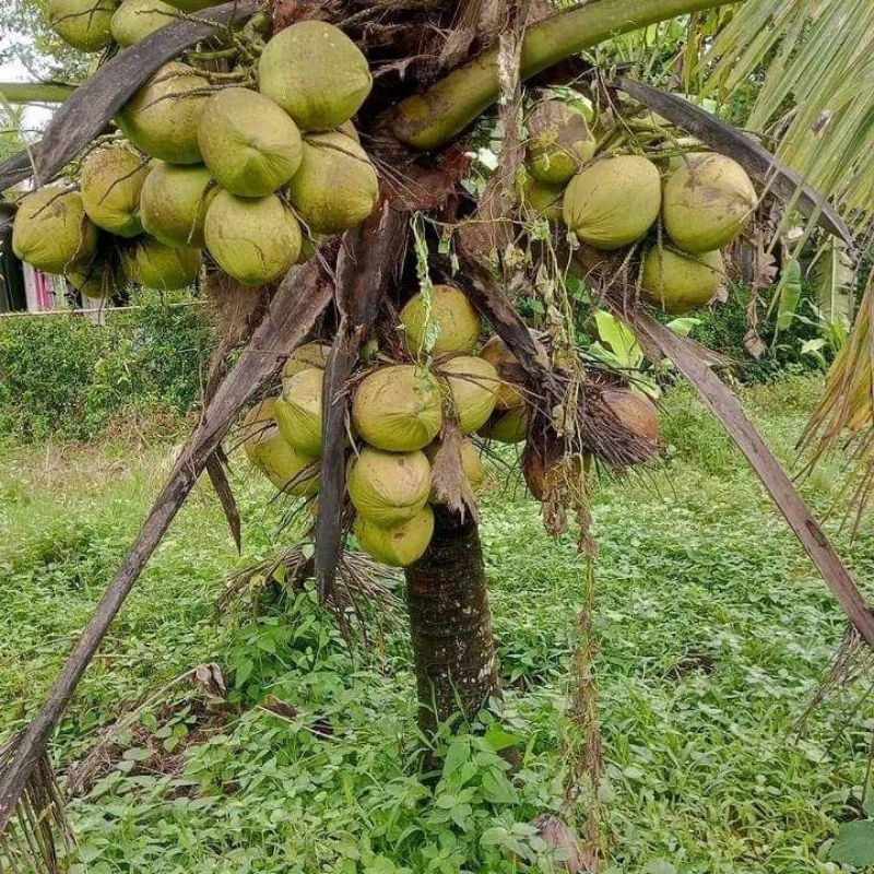 Kelapa Kopyor Bibit, Kelapa Kopyor Genjah, Kelapa Kopyor Asli