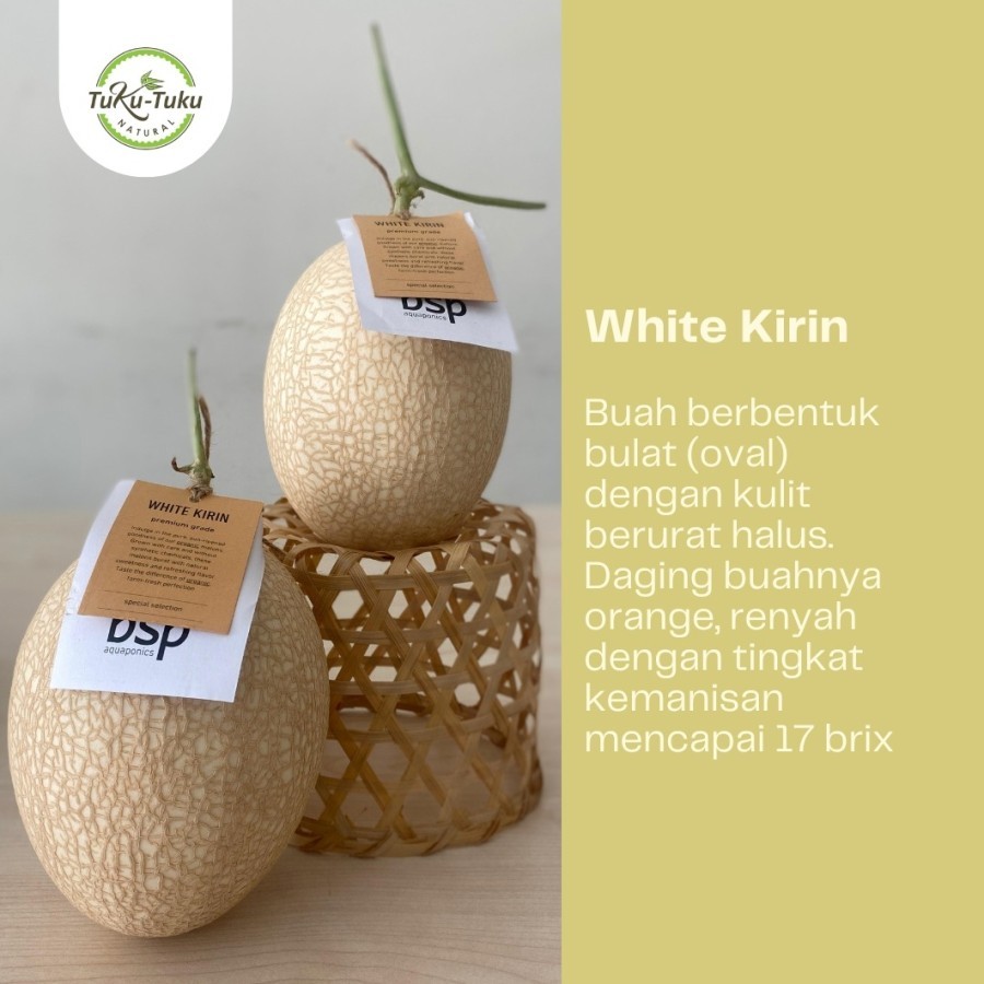 

Melon White Kirin Organik BSP Farm