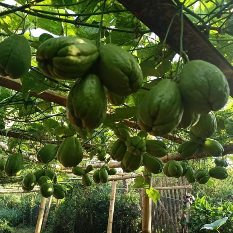 bibit sayur Labu siam / labu air