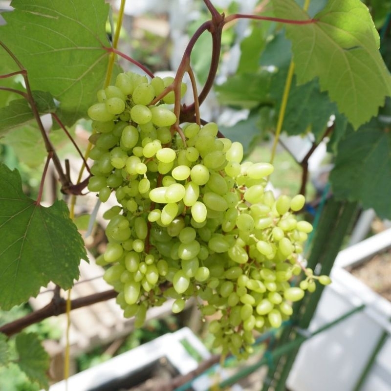 

TANAMAN ANGGUR IMPORT BISA VARIAN HAROLD