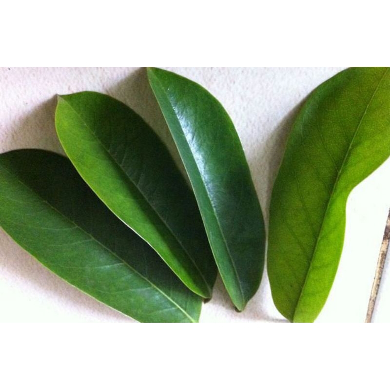 

Daun Srikaya/Sirsat Masih Segar Fresh yang sudah pilihan 100 lembar