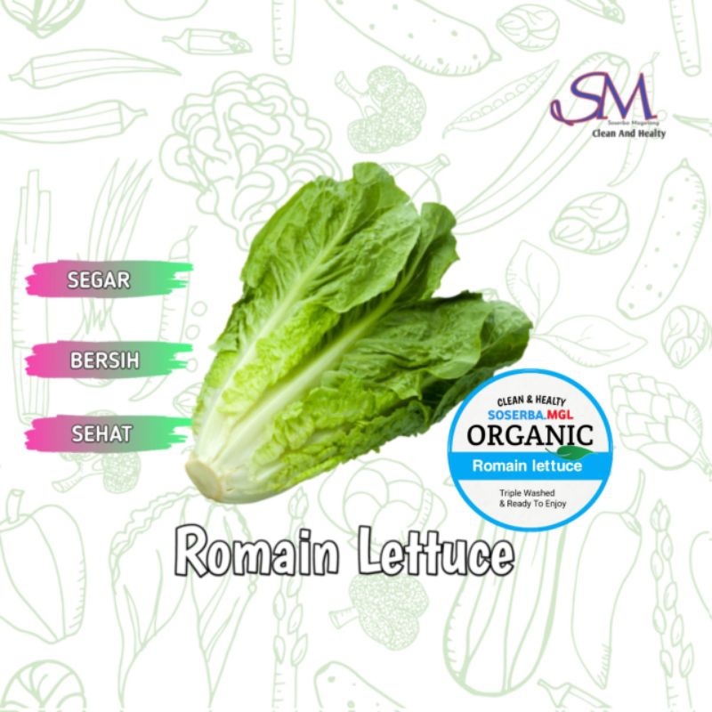 

Romain Lettuce selada sayur murah