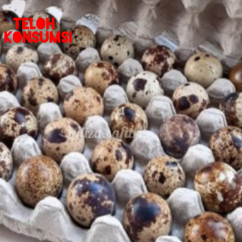

TELUR PUYUH ALBINO OMEGA 3 SUPER PER PER 30 BULIT