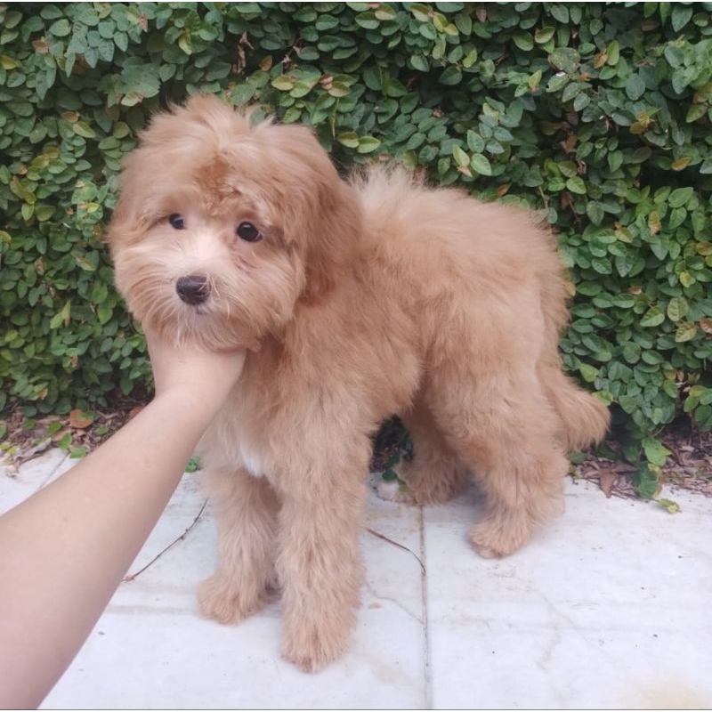 MALTIPO JANTAN BETINA MALTIPOO DOG FOOD KANDANG