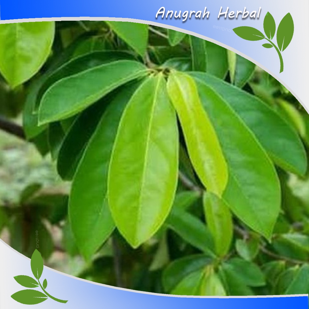 

Daun Durian Obat Segar Herbal alami