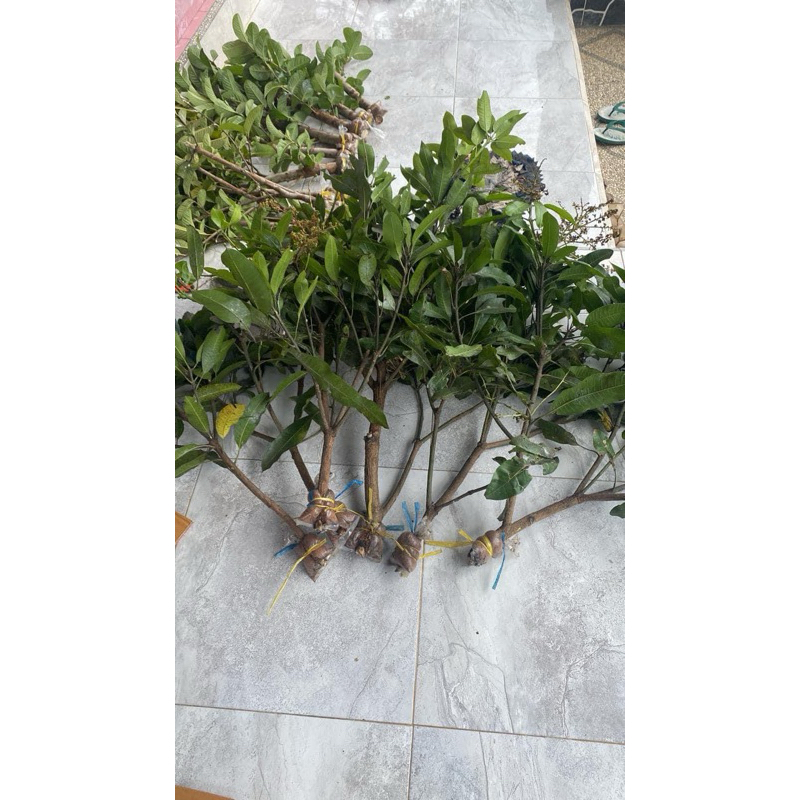 bibit fresh cangkok mangga batang besar