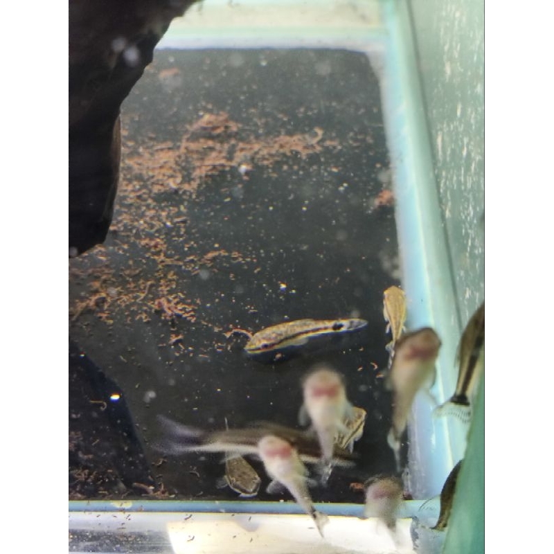 ottocinclus affinis alga eater