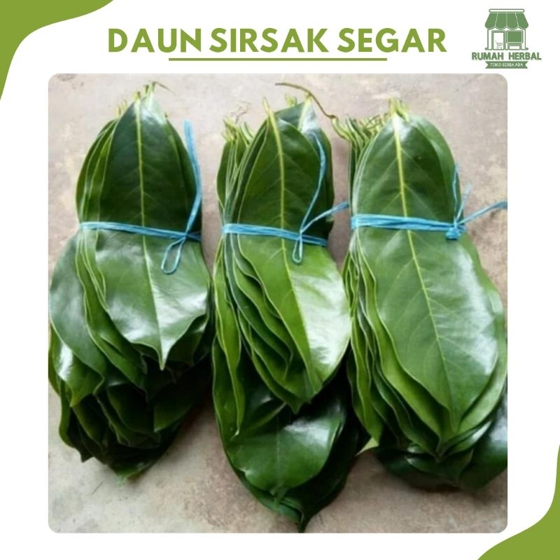 

Daun Sirsak Fresh Aman Dikonsumsi Daun Sirsak Segar Obat Herbal Tradisional
