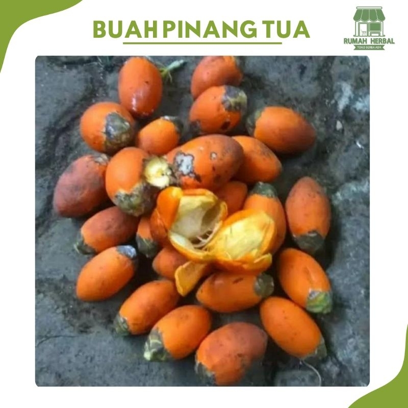 

Buah Pinang Tua / Jambe Tua Segar Obat Herbal Per Biji