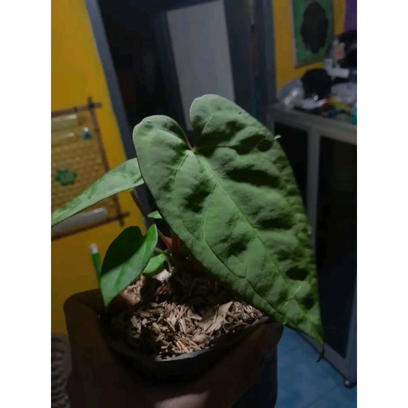 anthurium red papilaminum X papilaminum Naomi anakan cantik alam taman indah