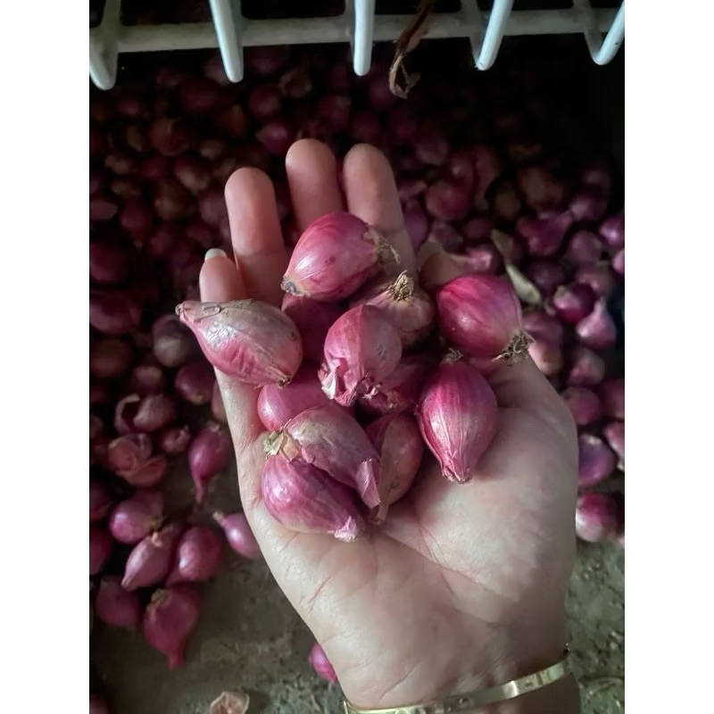 

Bawang Merah kiloan