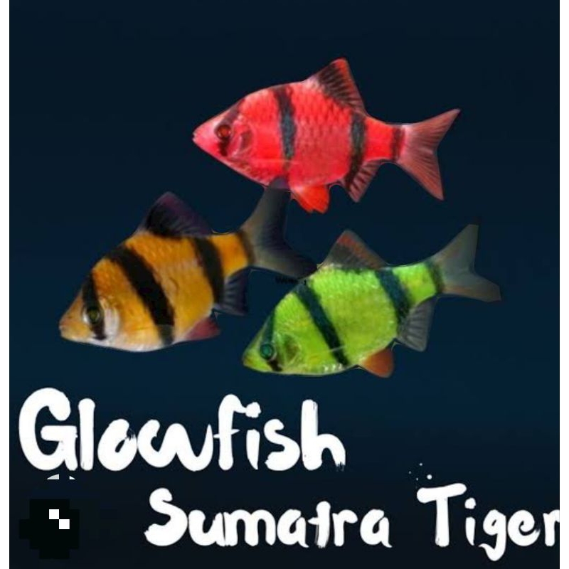 

kardus isi 20 Sumatra glow