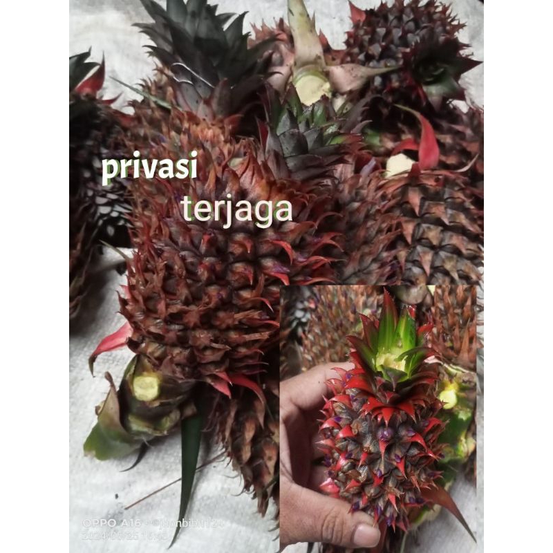 

nanas muda segar dan fres