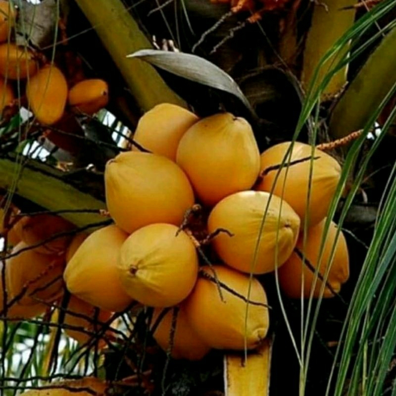 Bibit Kelapa Gading (Kelapa Kuning)