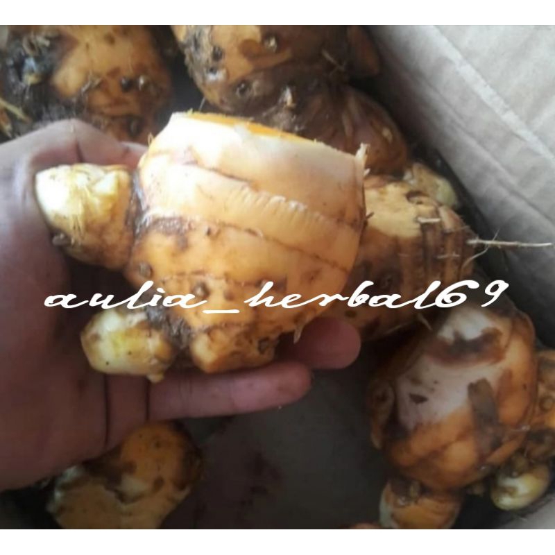 

1kg temulawak segar organik