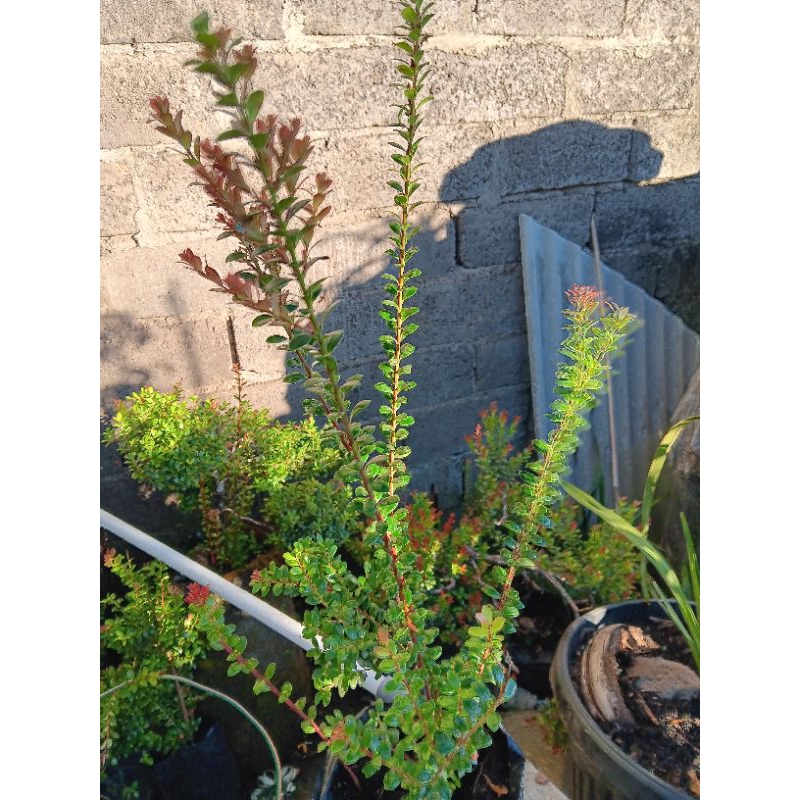 bakalan bonsai santigi gunung ukuran besar siap di bentuk sesuai keinginan