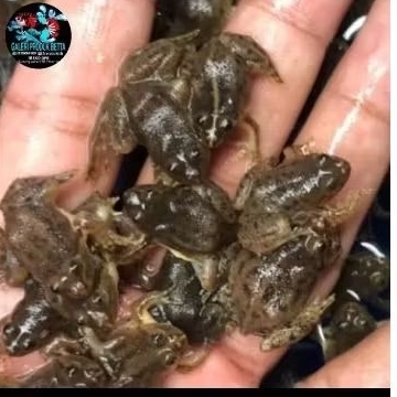 KODOK SAWAH HIDUP PAKAN IKAN PREDATAOR/REPTIL