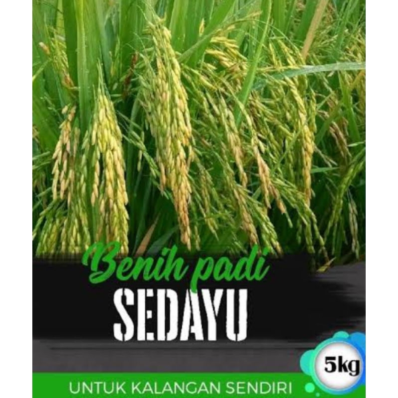 Benih Padi SEDAYU