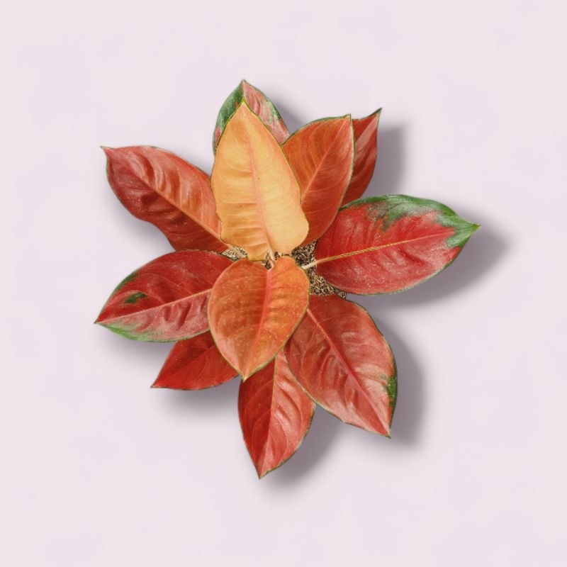 Aglonema Charlie Brown