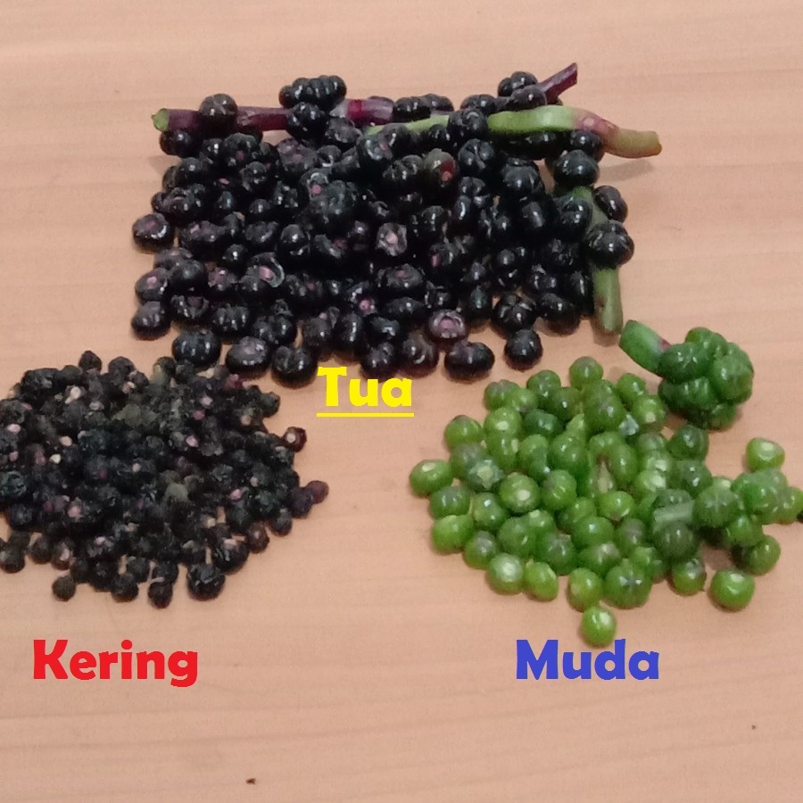 

200 Buah Angkung Herbal Alami (Basella Alba / Gendola) Segar/Kering Tua/Muda