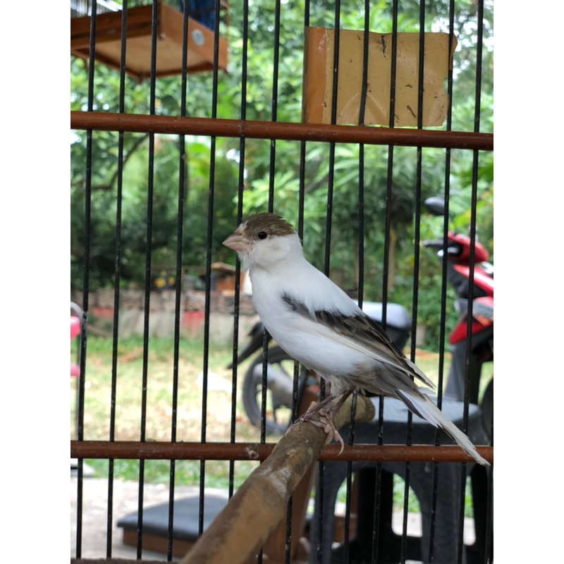 BURUNG KENARI BAHAN ANAKAN JANTAN SERI LOPER BURUNG KENARI PANDA BANDUNG