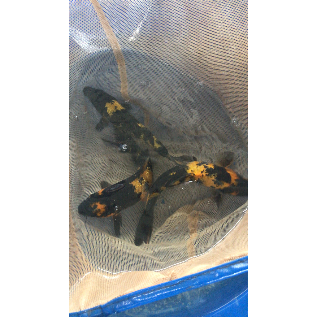 ( 3 pcs ) Ikan Hias Koi Ki Utsuri Motif Kombinasi Merah Hitam Hiasan Aquarium Cantik Ukuran 5-10 cm