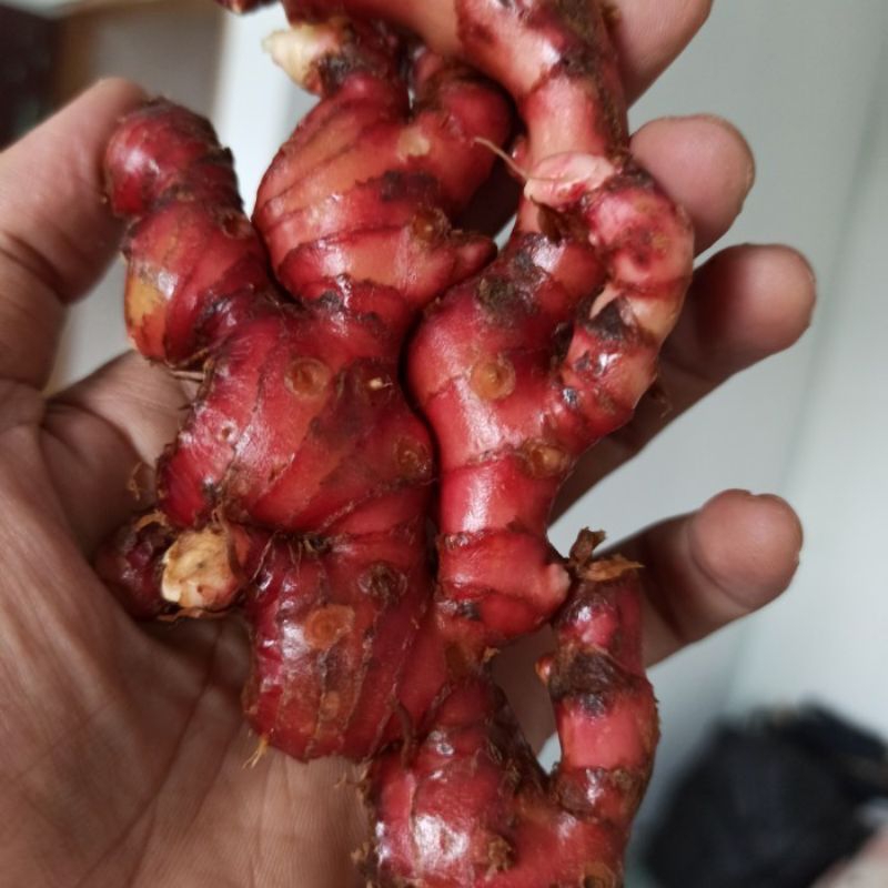 

jahe merah fresh 250gr