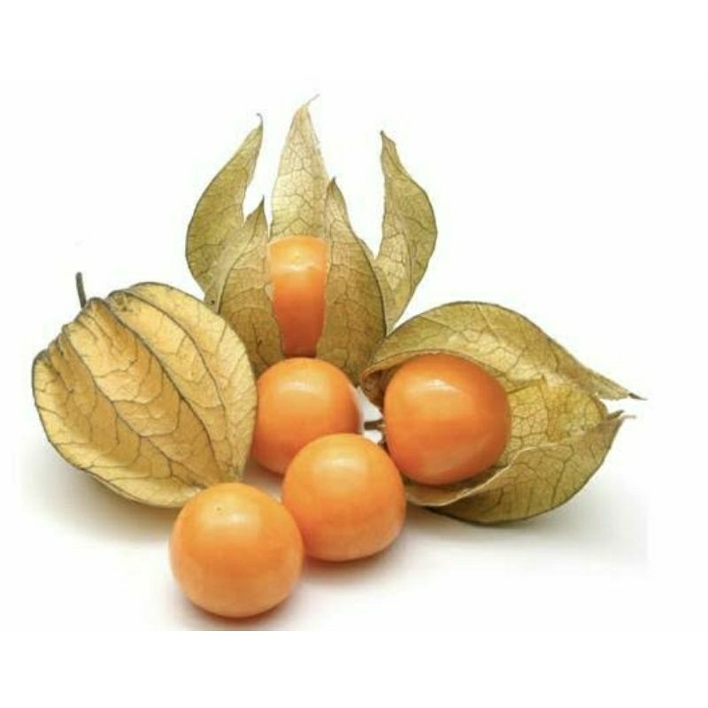 BENIH BIBIT BUAH CIPLUKAN GOLDEN BERRY 15 biji