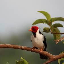 KACANG GARUDA