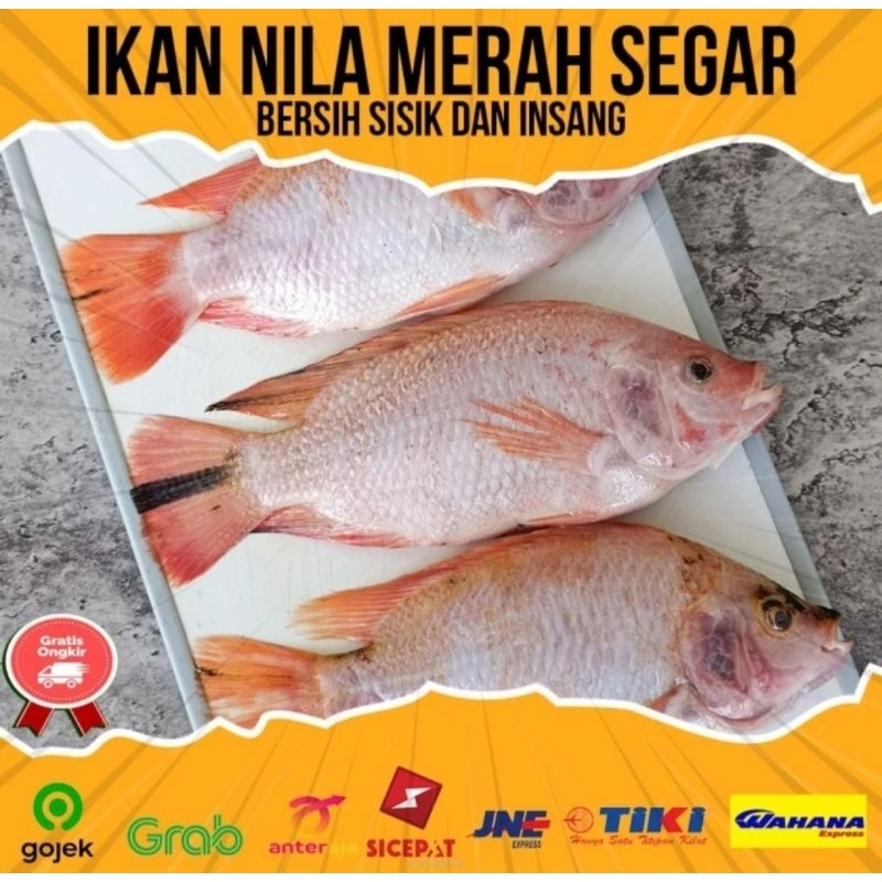 

IKAN NILA MERAH FRESH 1KG TANPA SISIK DAN ISI PERUT