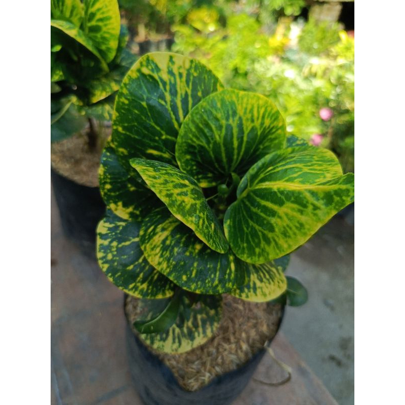 puring apel sritanjung murah