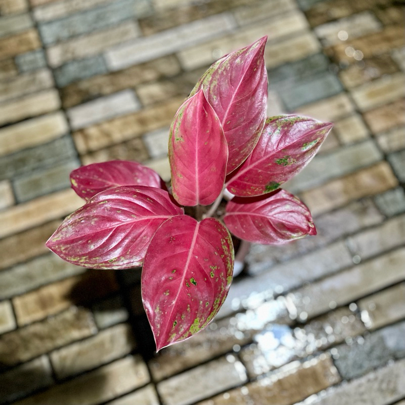 Aglaonema Red regency
