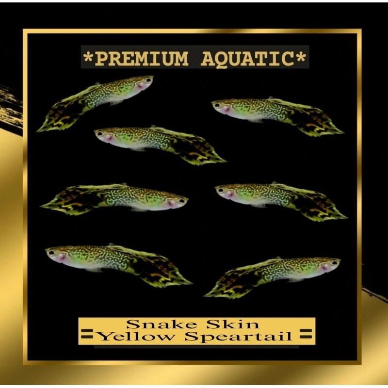 Guppy Snake Skin Yellow Speartail sepasang hiasan akuarium