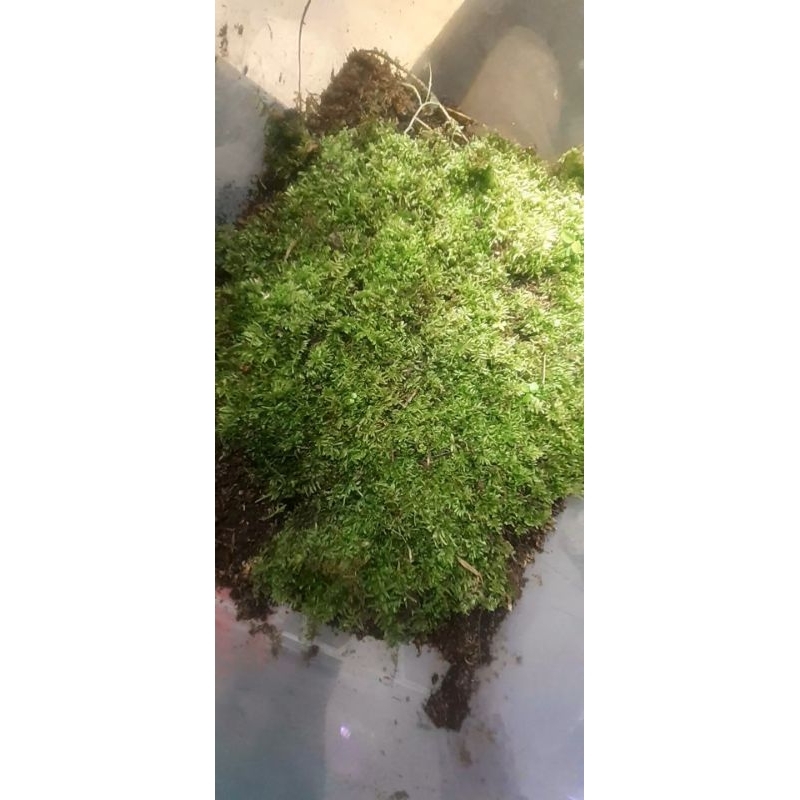 moss paludarium/aquascape