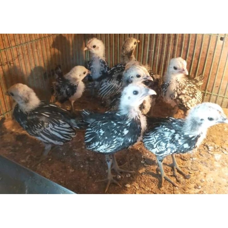 Ayam Batik Italia Anakan