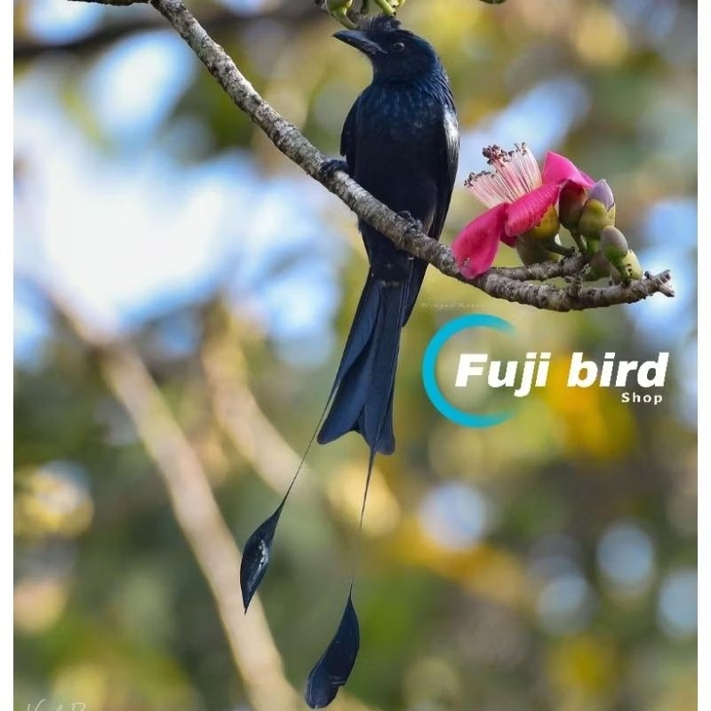 SRIGUNTING KRANTIL ANTENA