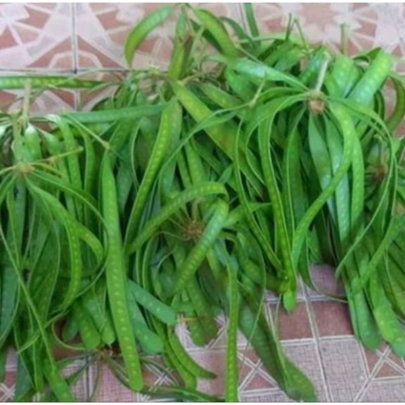 

pete cina muda segar 500 gram