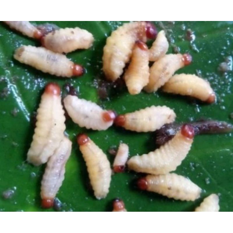 ulat ppohon pisang umpan pancing /10ekot