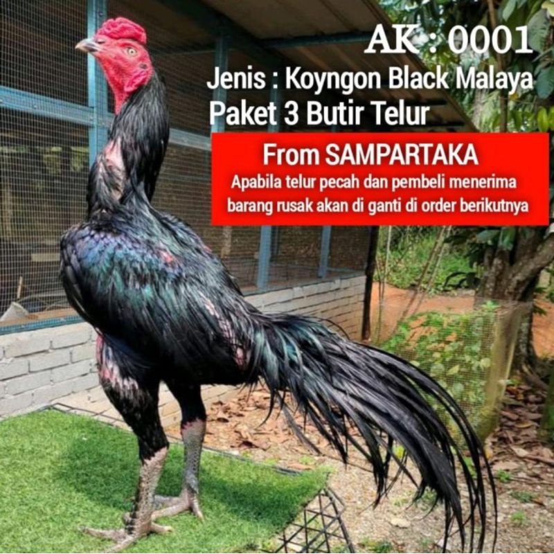 

PROMO!! PAKET 3 TELUR AYAM KOYNGON BLACK MALAYA UNTUK DI TETASKAN