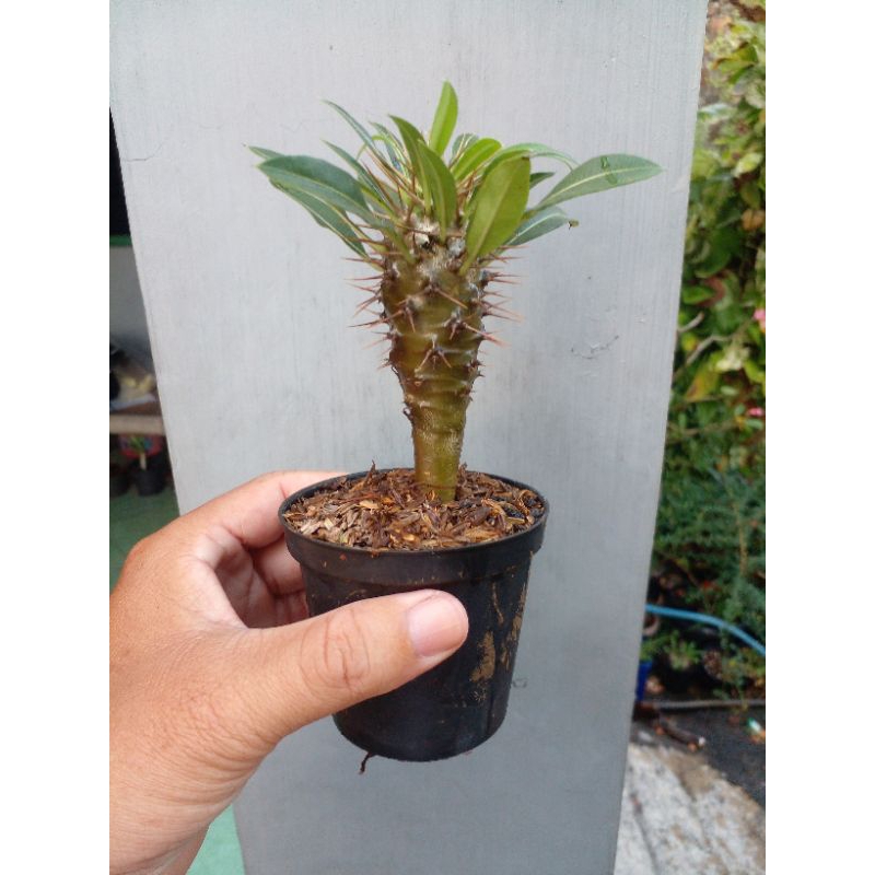 Pachypodium ramosum