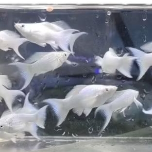 IKAN MOLLY PLATINUM CAWANG/LYRETAIL